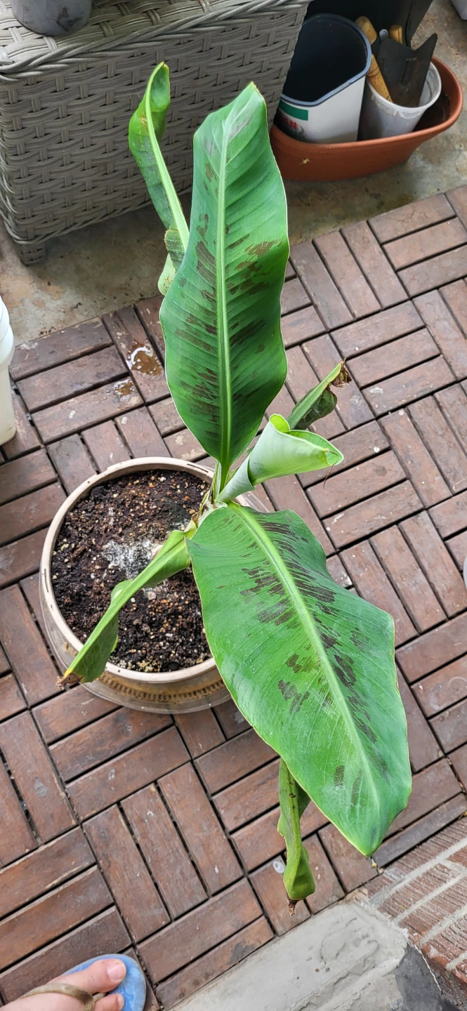 Small Banana Plant - photo 5