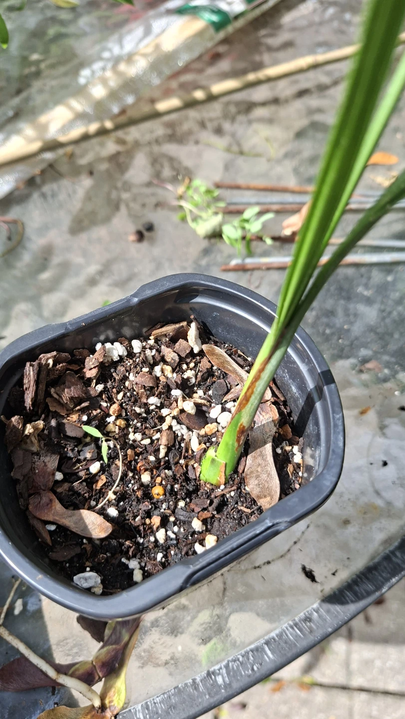 🌴 Young Date Palm Plant 🌴 - photo 2