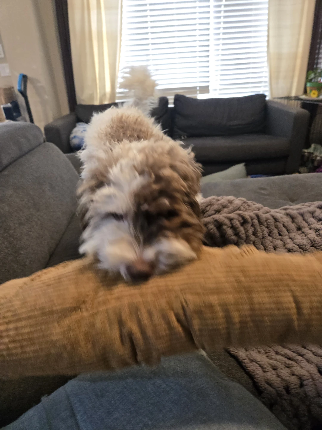 Fluffy dog diamond art pictures I - photo 3