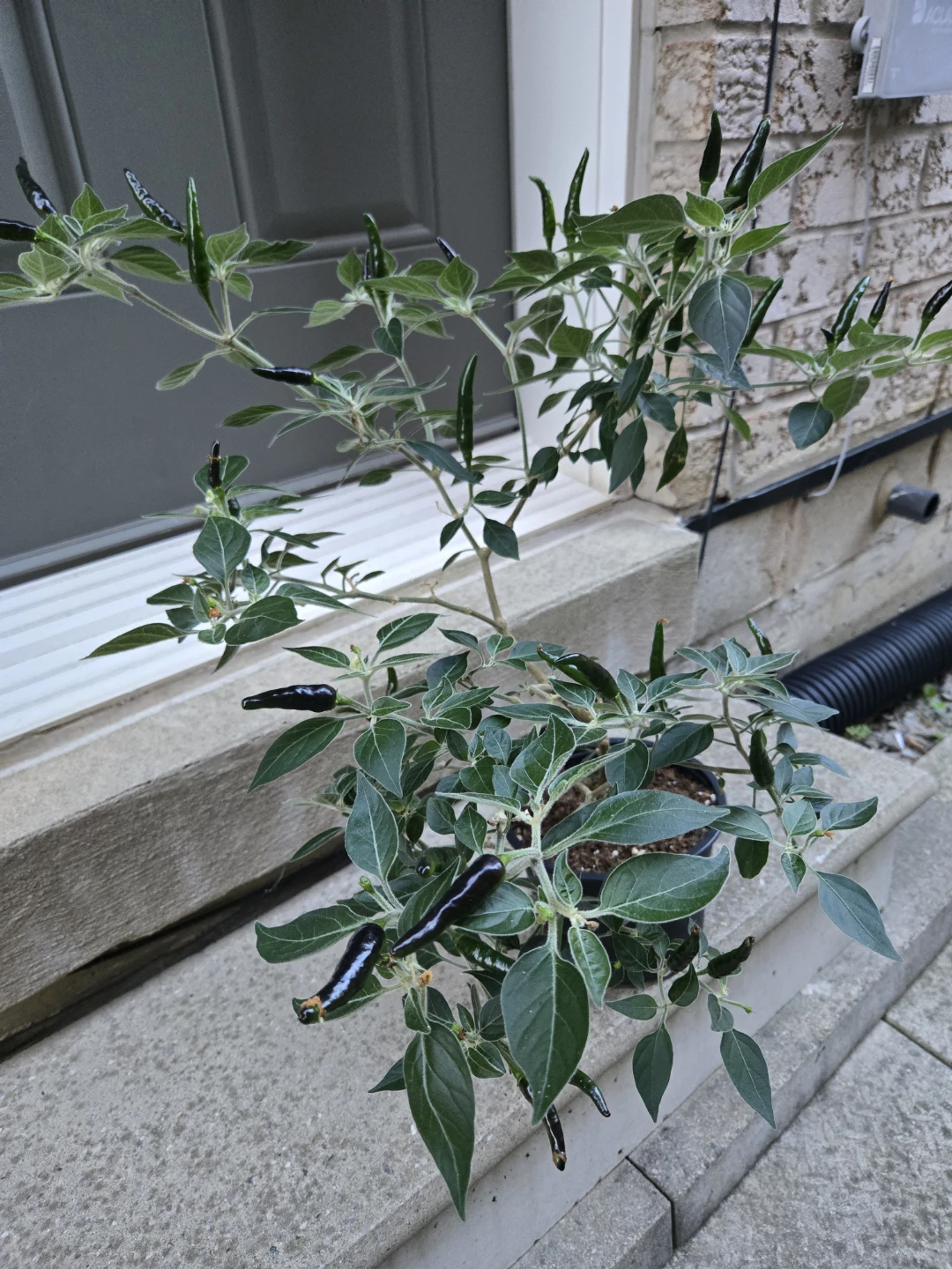 Japanese Chili Pepper Plant
