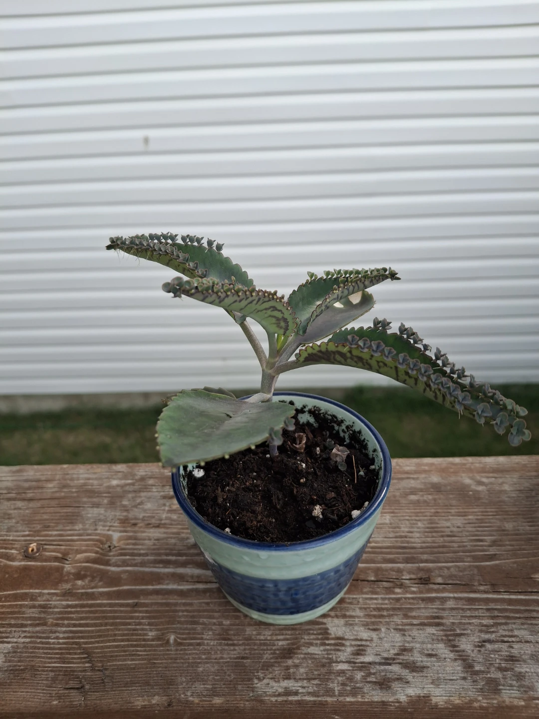Mother of Thousands Plant in Decorative Pot