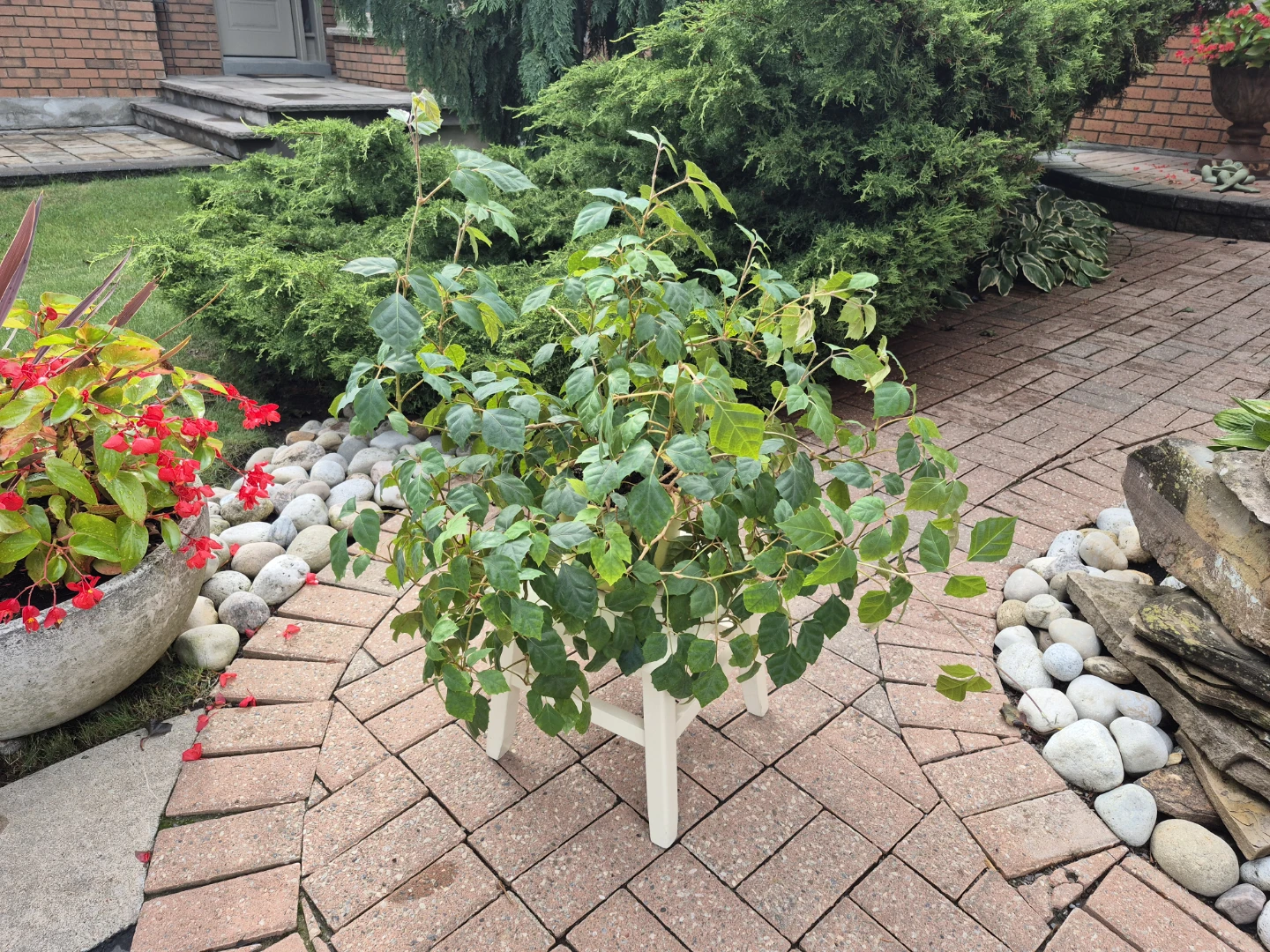 Great Healthy Potted Plant (GREAPE IVY)