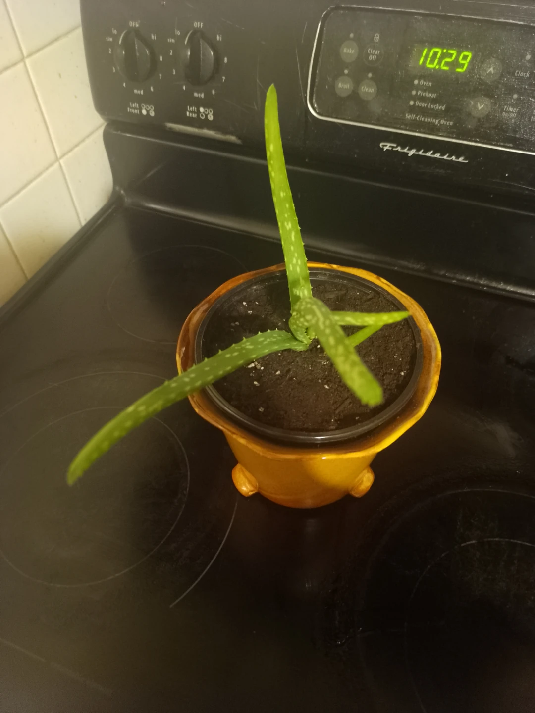 Aloe Vera Plant in Orange ceramic Pot - photo 2