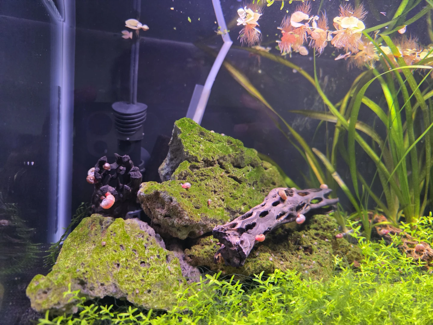 Planted Aquarium with Live Fish and Snails - photo 3