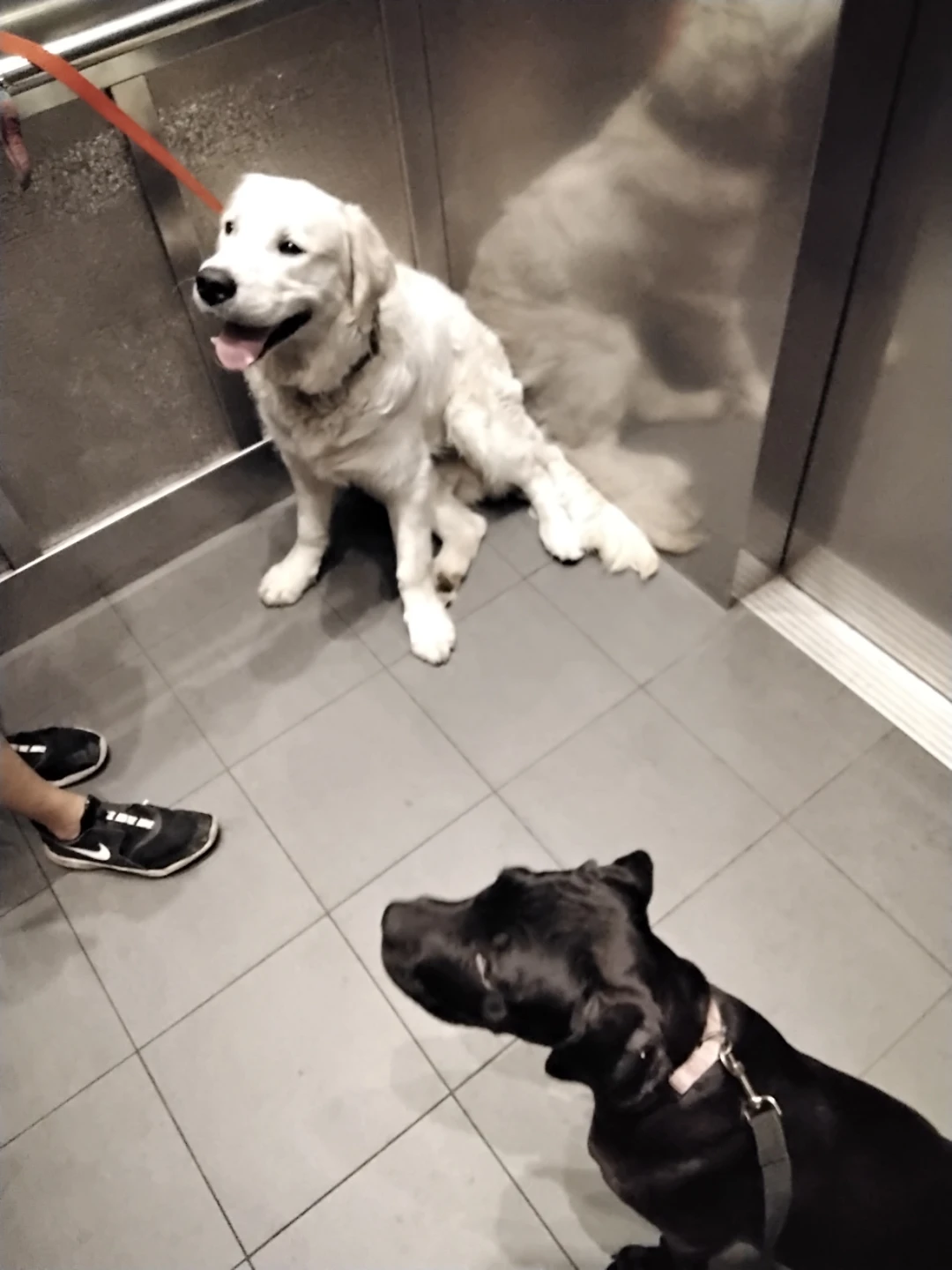 Bilingual Dog Walker/Jogging/Boarding Duo- MIDTOWN - photo 5