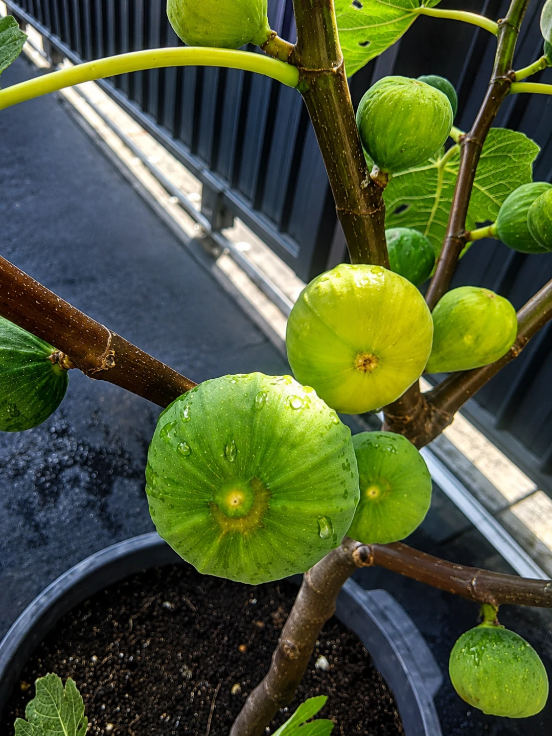 Fig Tree with Growing Fruit - photo 3