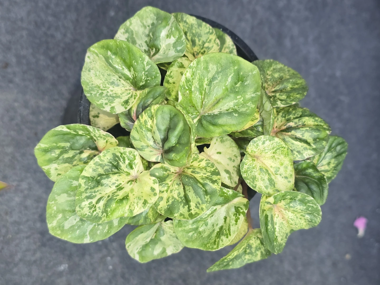 Peperomia Obtusifolia Variegated Plant