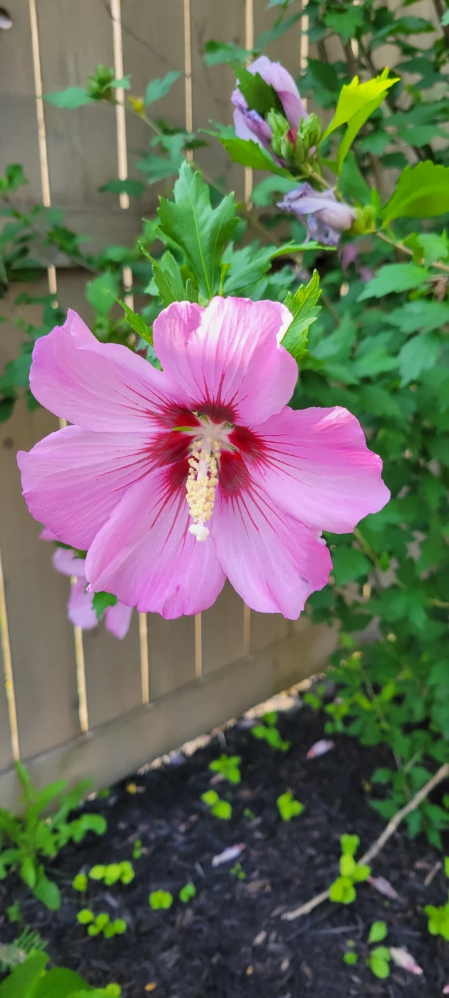 Rose of Sharon Plantlings, $5 each pot
