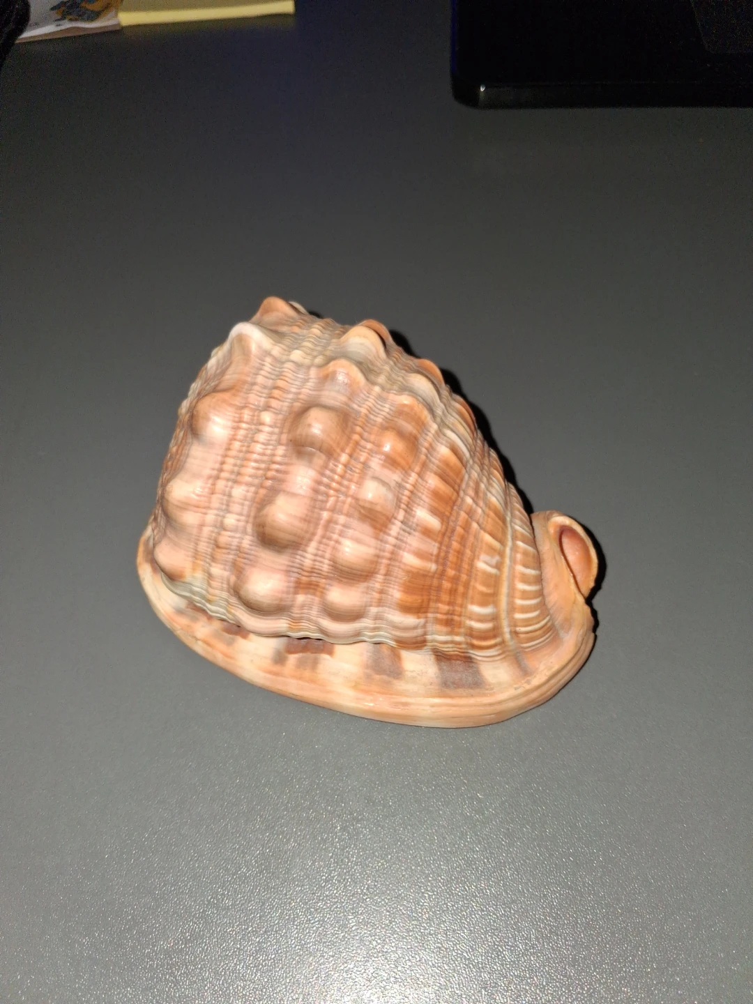 Seashell