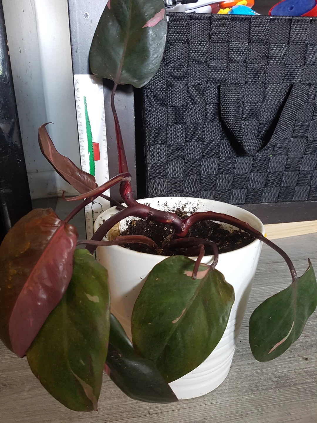 Pink Princess Philodendron Plant
