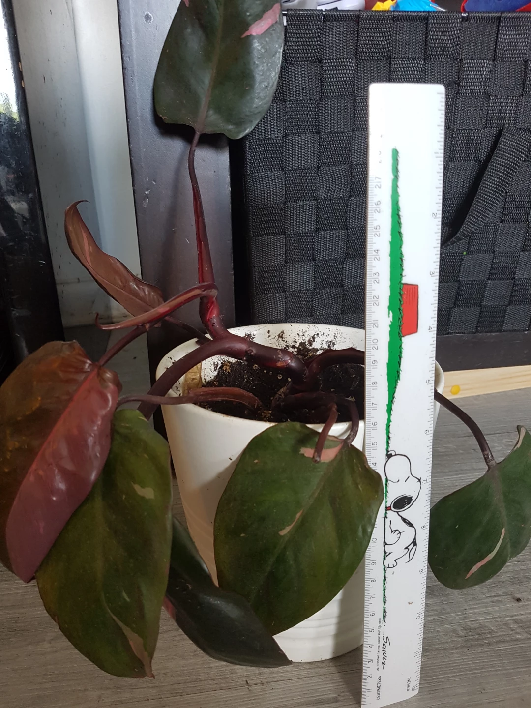 Pink Princess Philodendron Plant - photo 2