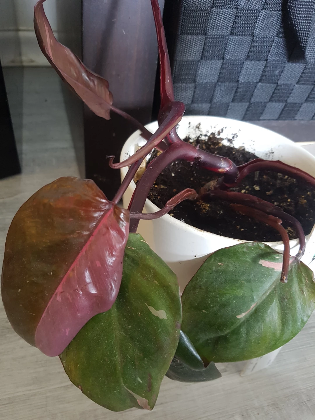 Pink Princess Philodendron Plant - photo 3