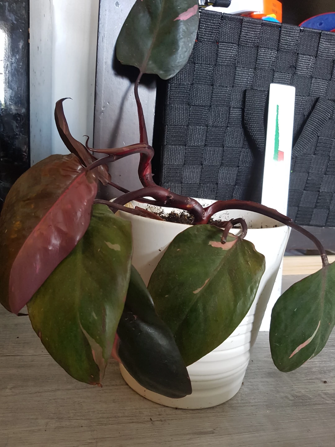 Pink Princess Philodendron Plant - photo 4