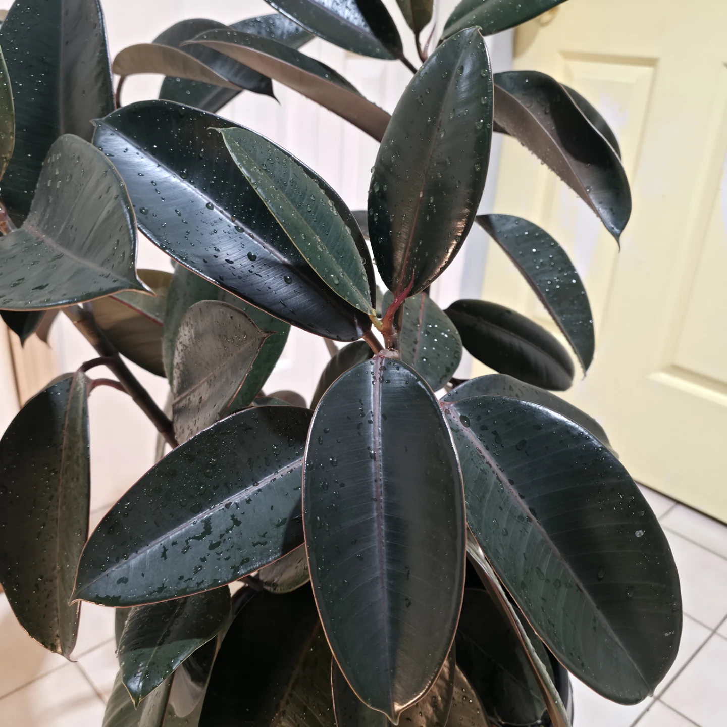 3ft Ficus Rubber Plant with Large Nursery Pot | ✅️ Free Delivery - photo 3