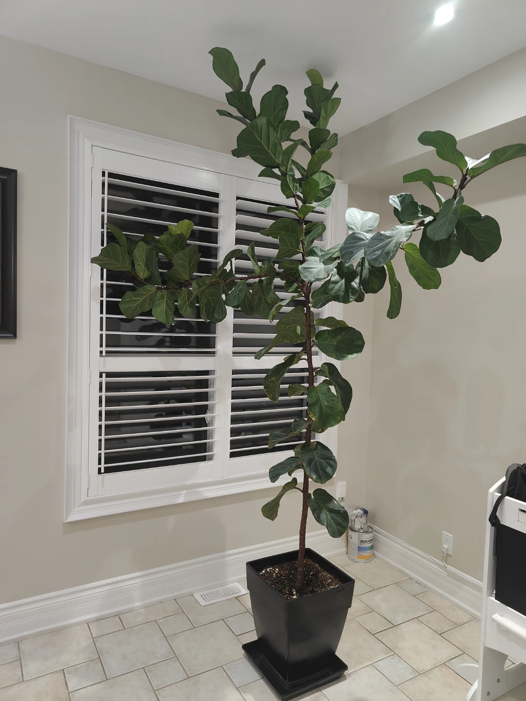 Healthy 9 ft Fiddle Leaf Fig