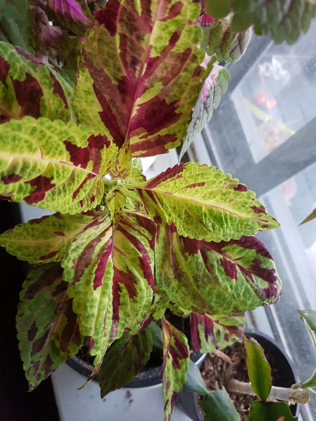 Potted Coleus Plant - photo 3