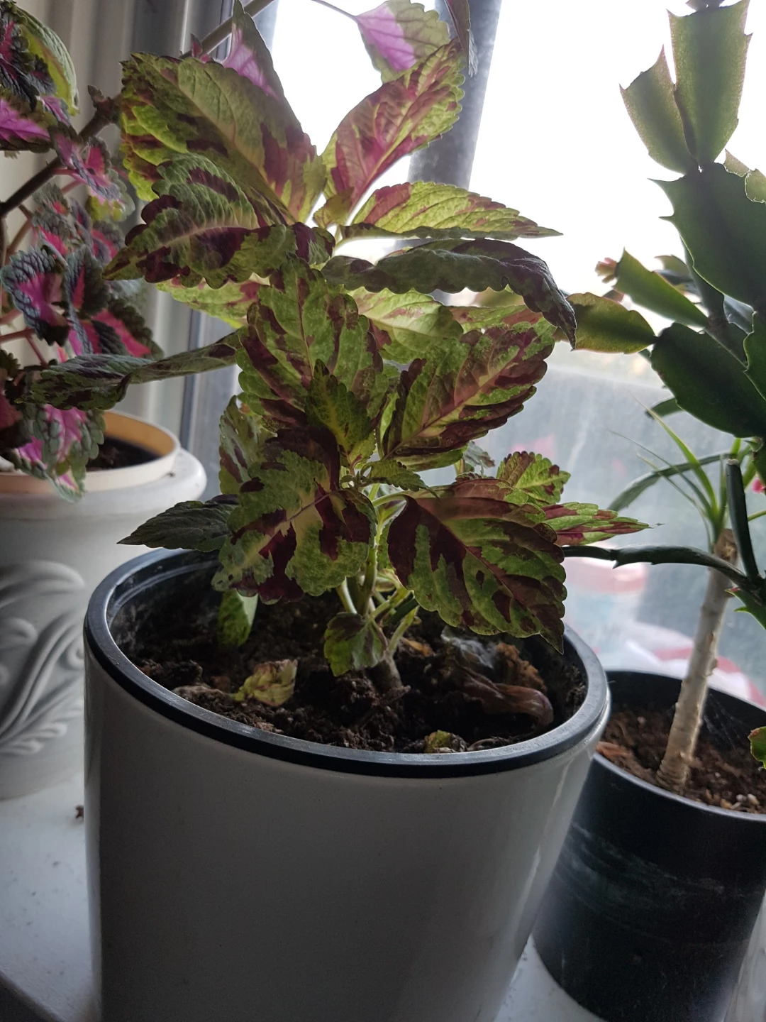 Potted Coleus Plant - photo 4