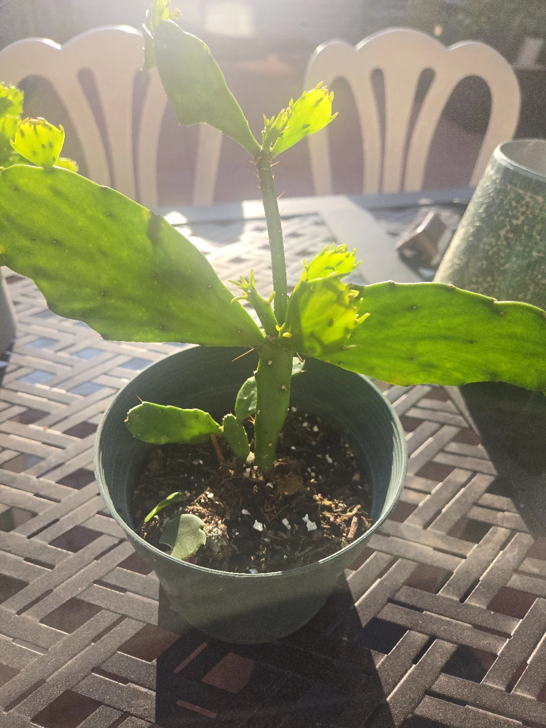 Potted Cactus Plant