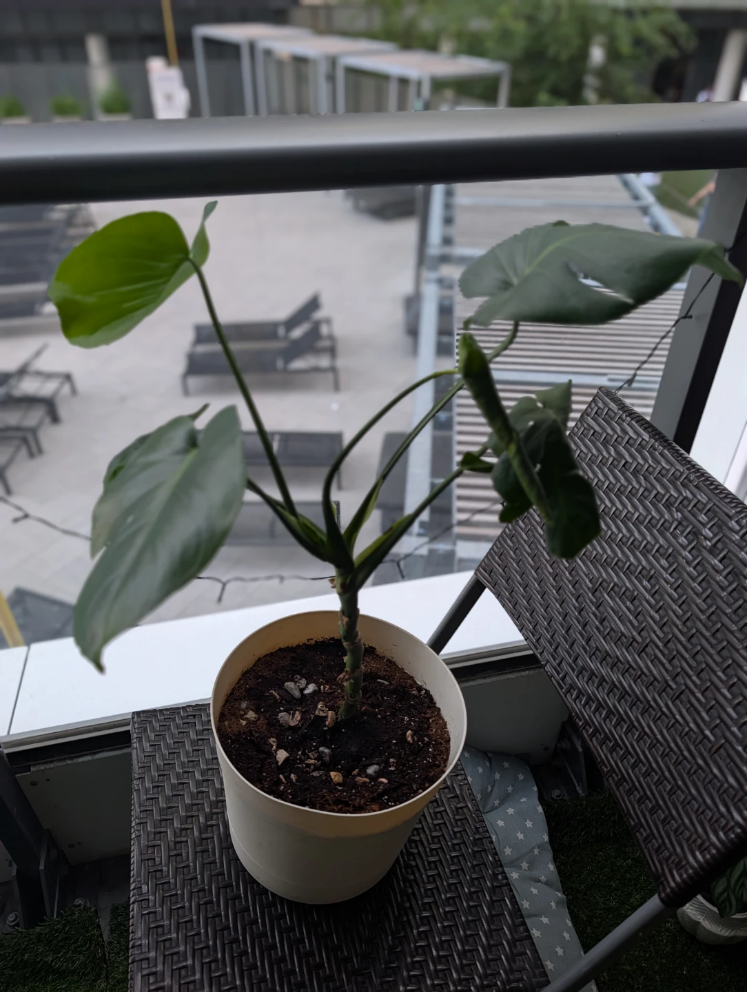 Monstera Deliciosa Plant - photo 2