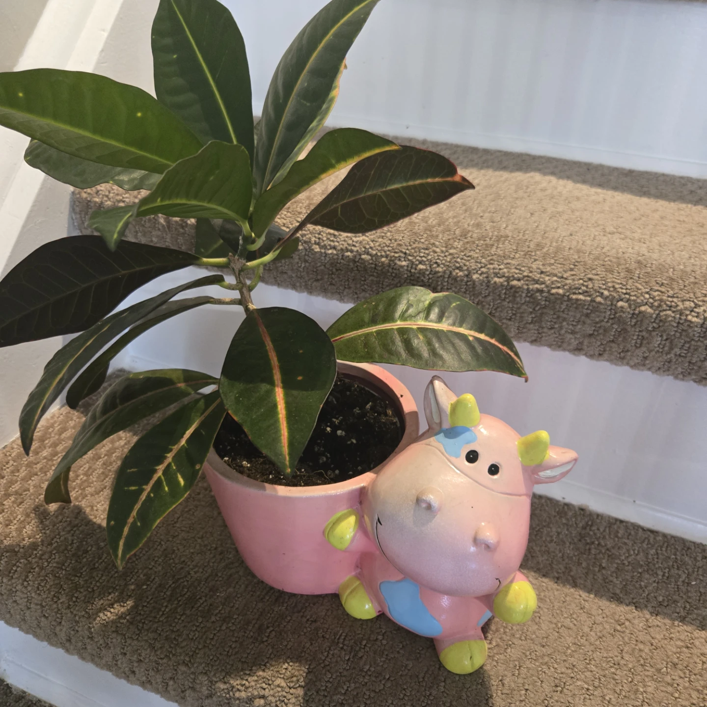 Cute Pink Cow Planter Pot Includes Croton Plant - photo 5