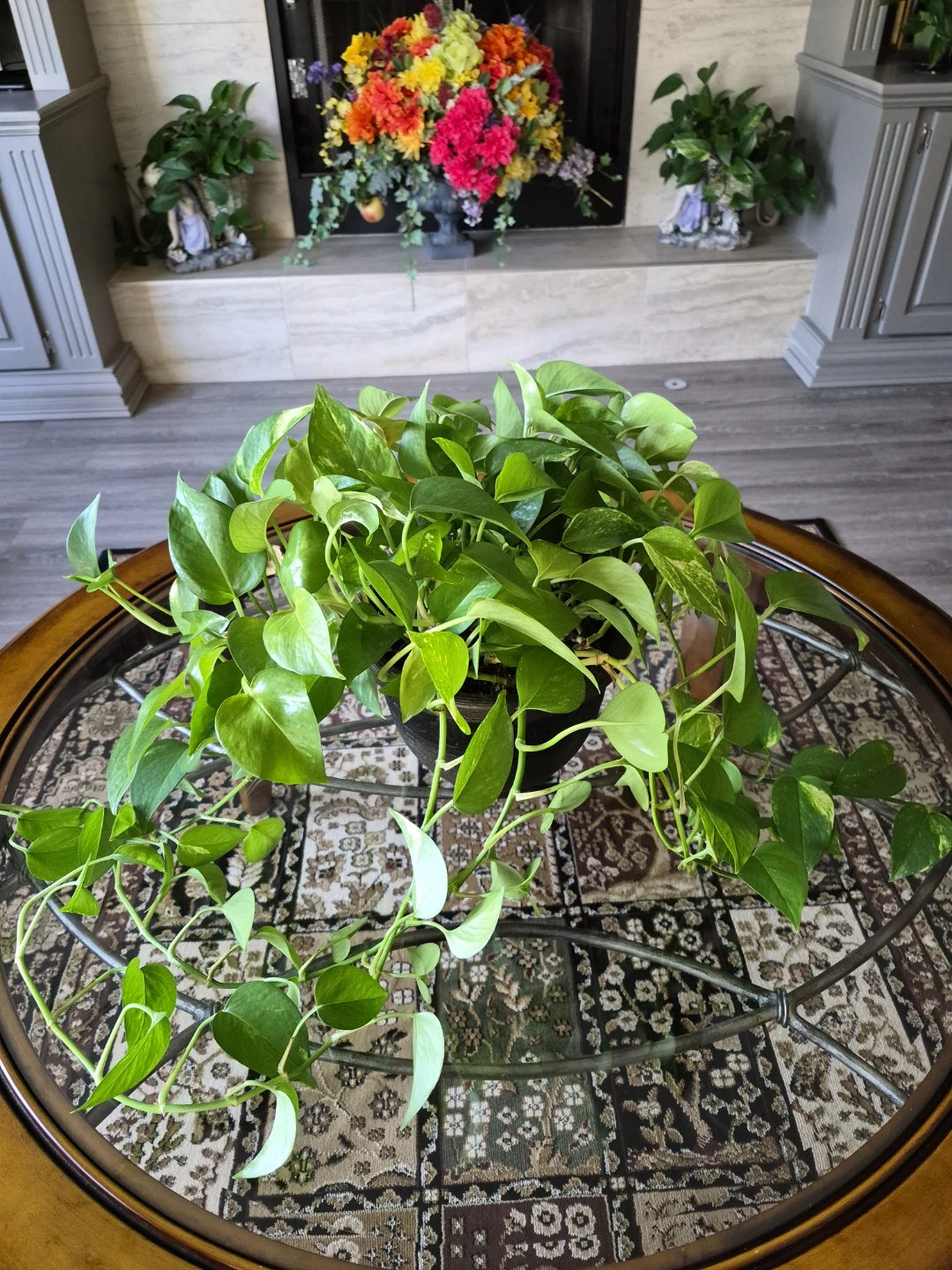 Real pothos plants - Various sizes - photo 4