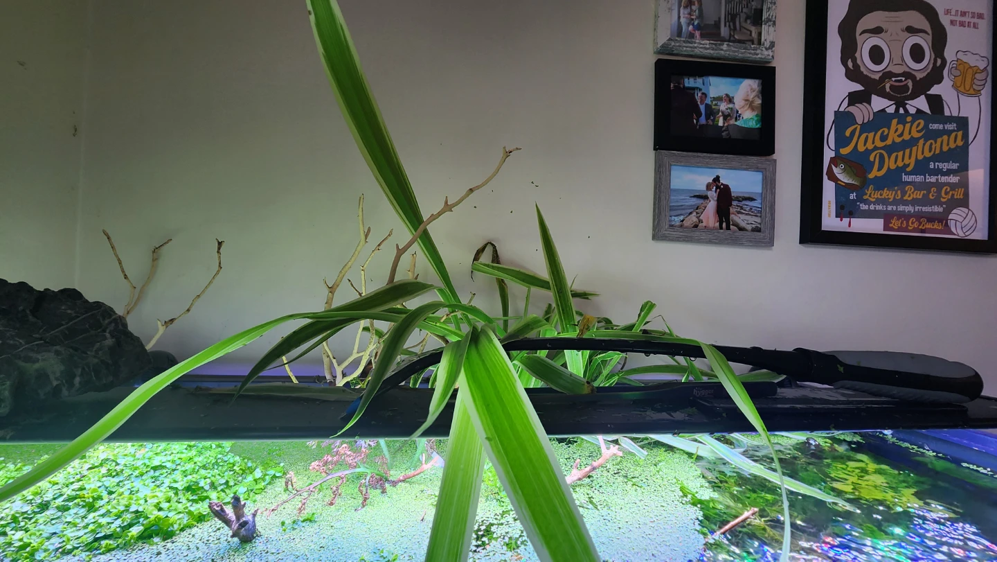 Rooted spider plants