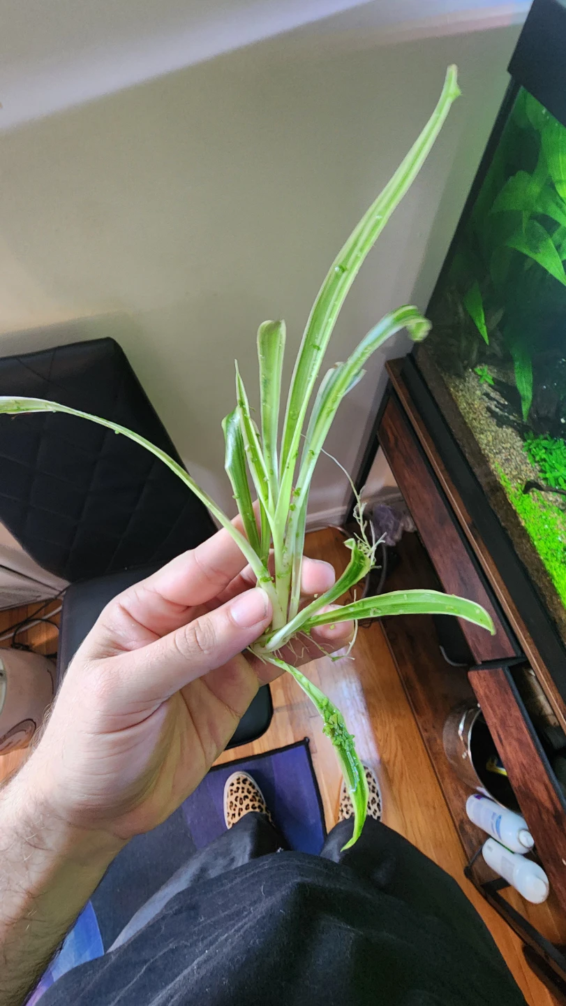 Rooted spider plants - photo 2