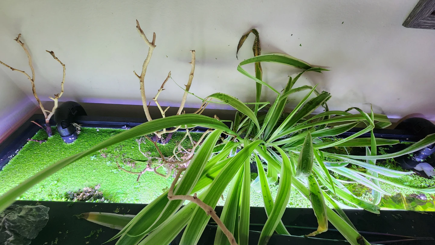 Rooted spider plants - photo 3