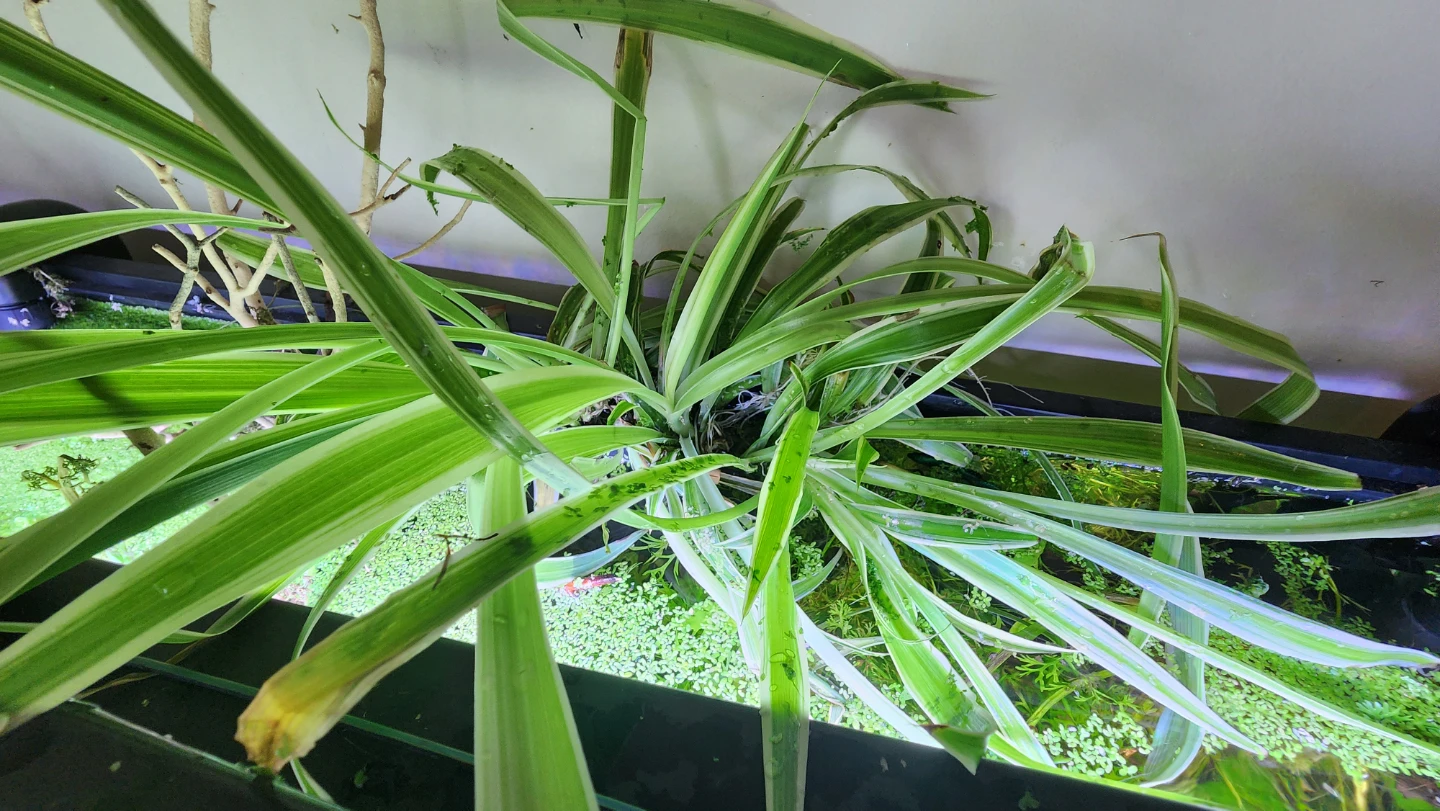 Rooted spider plants - photo 4