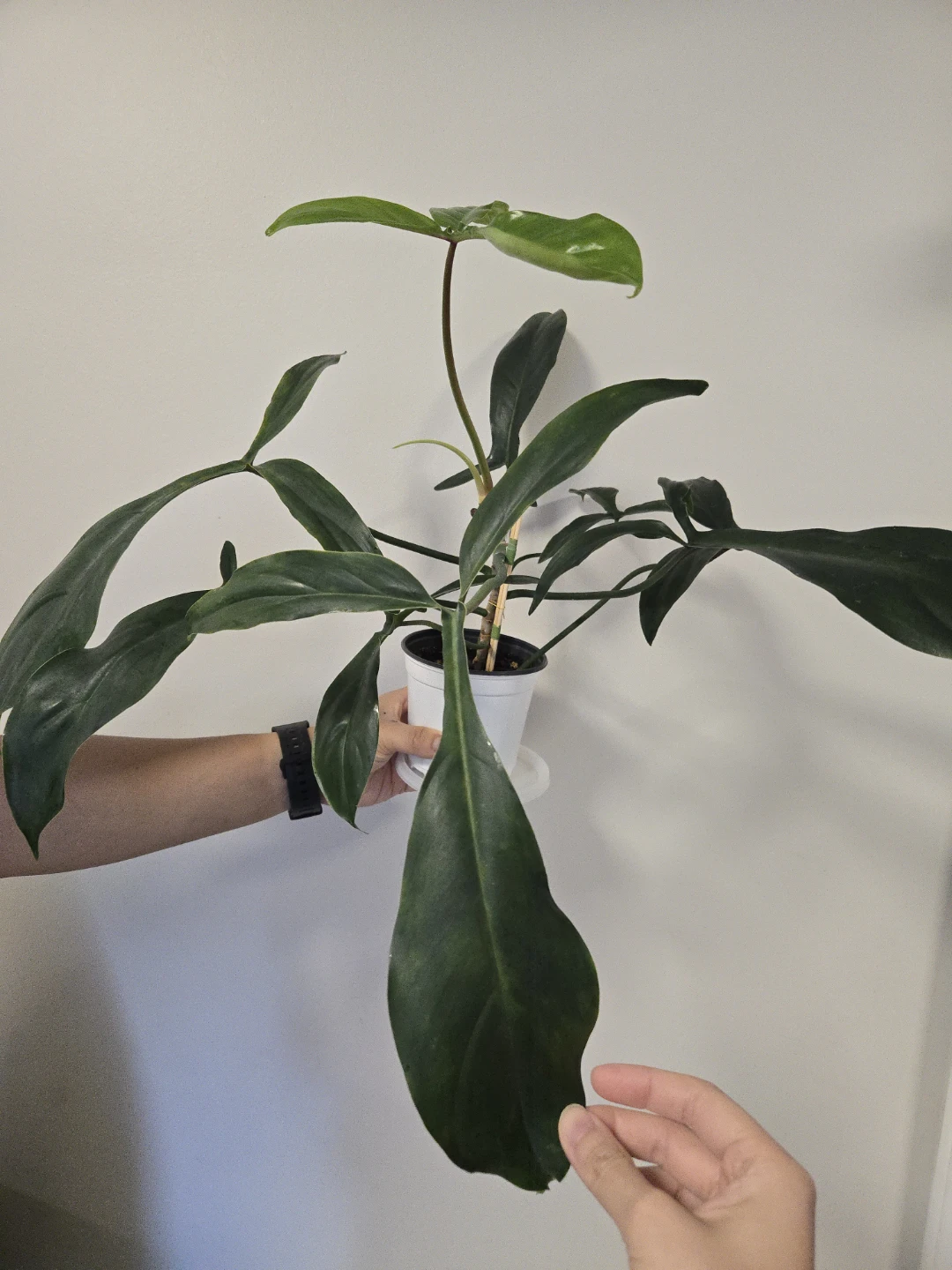 Philodendron 69686 in 4.3"pot - photo 2