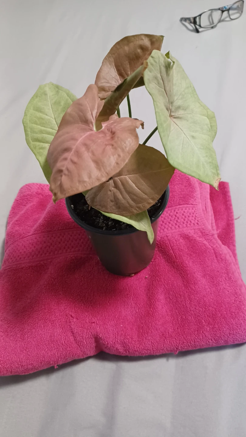 Syngonium Pink Illusion Plant - photo 2