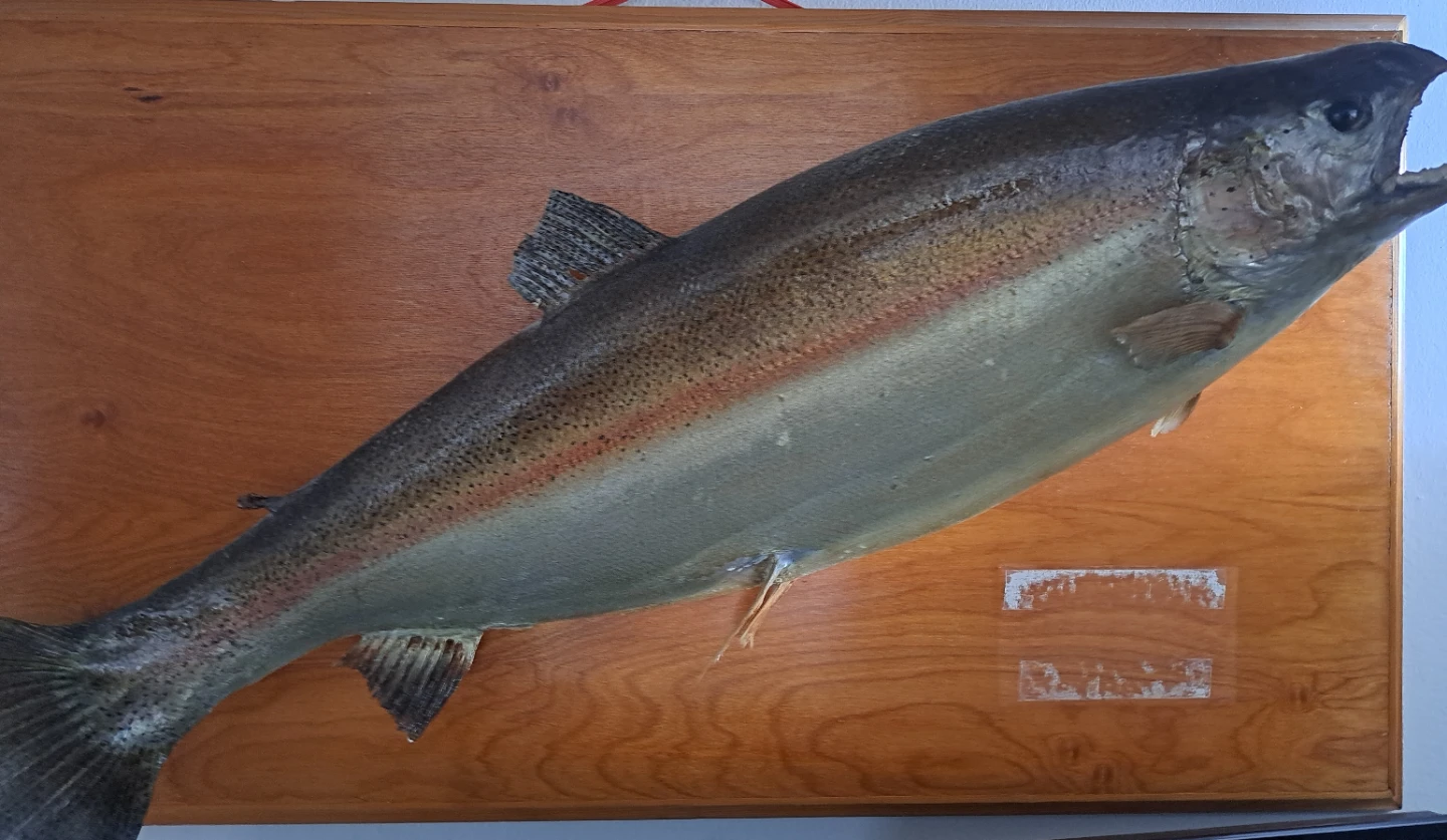 Mounted rainbow Trout taxidermy Display - photo 2