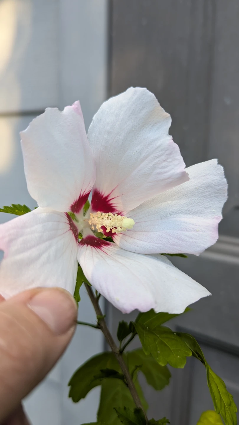 White/ pink splash, red center, Rose of Sharon - photo 3
