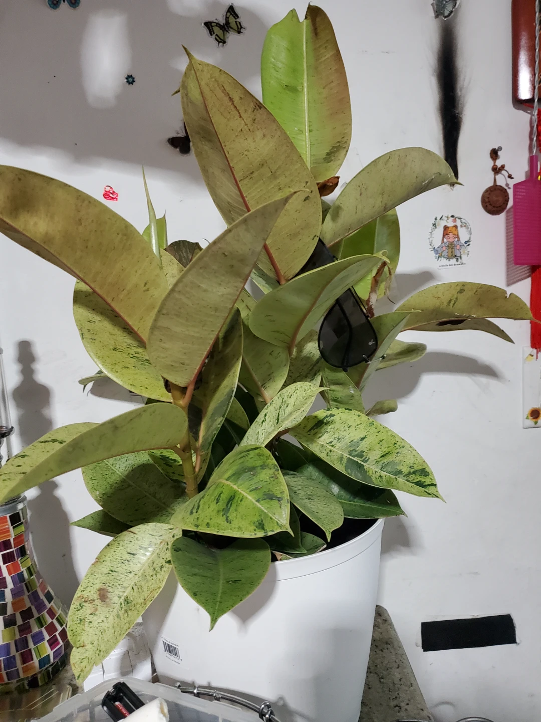Ficus Elastica Tineke Rubber Plant