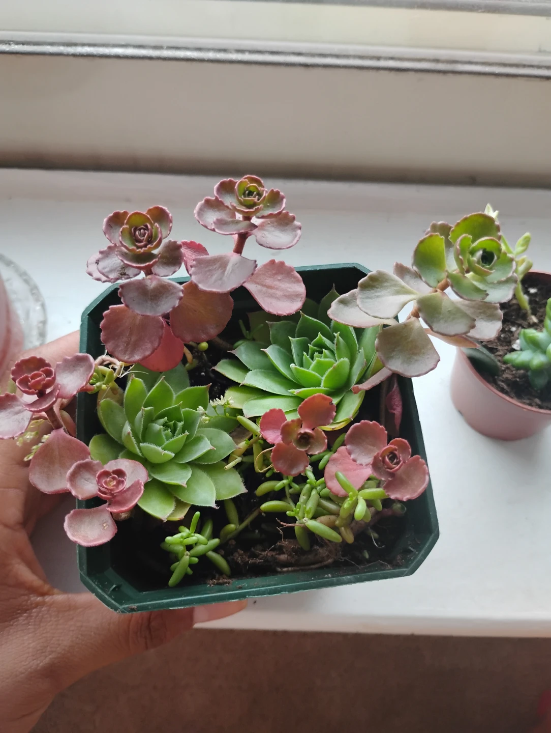 Succulent Arrangement