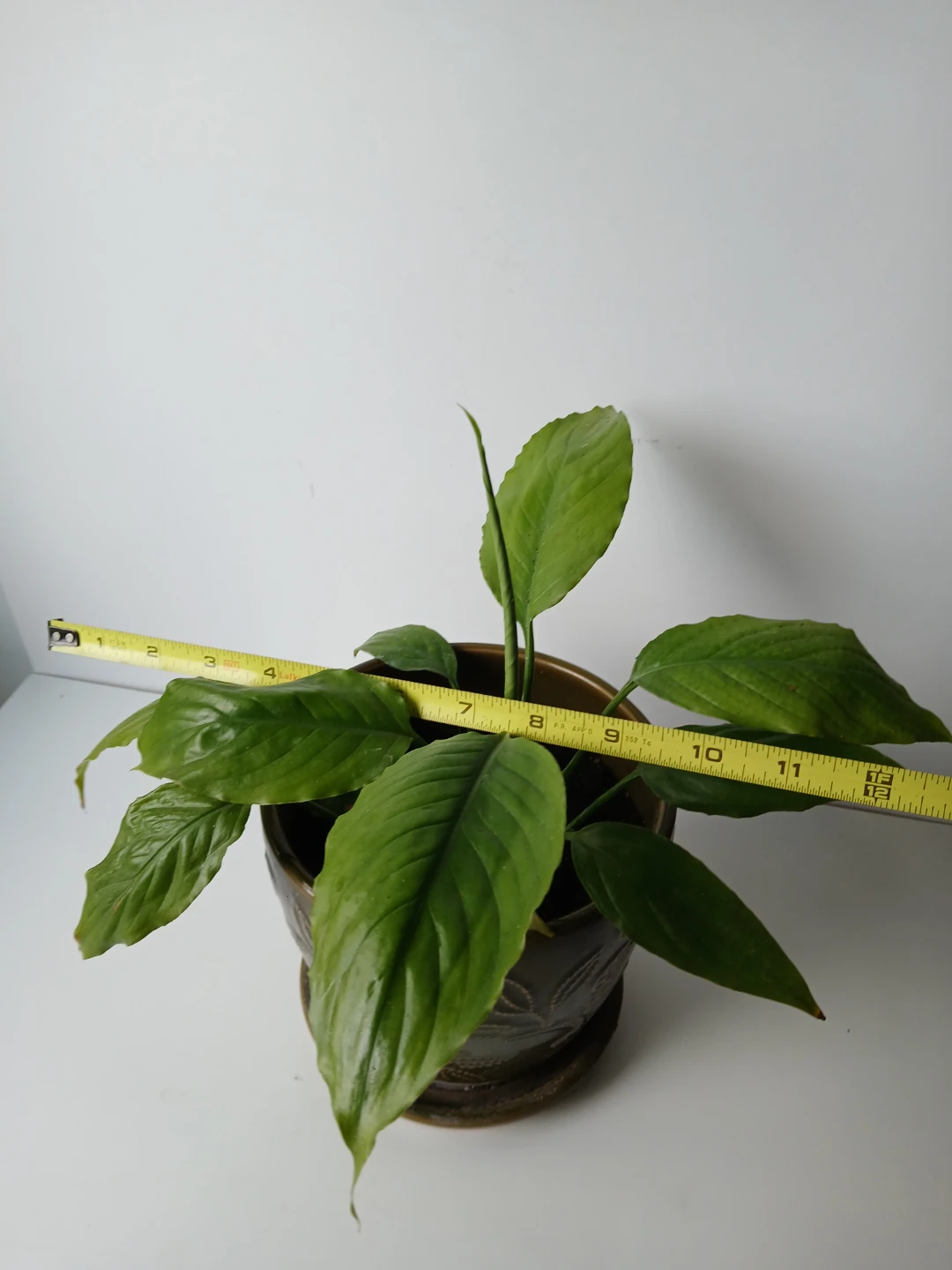 Potted Peace Lily Plant in Ceramic Pot. FIRM PRICE. - photo 3