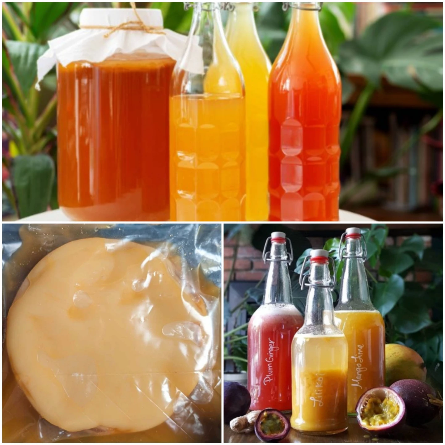 Kombucha SCOBY
