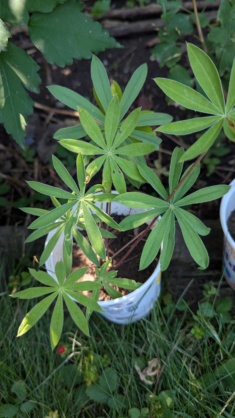 Lupin perennial plants - photo 2