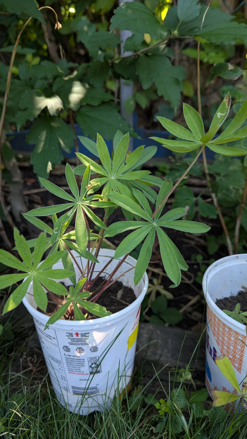 Lupin perennial plants - photo 3