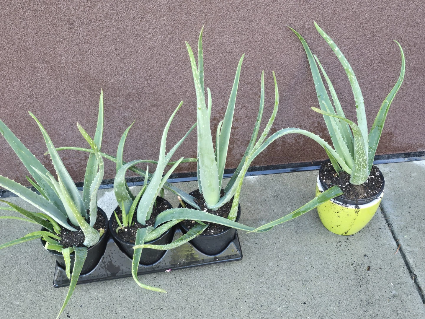 Four Aloe Vera Plants - photo 5
