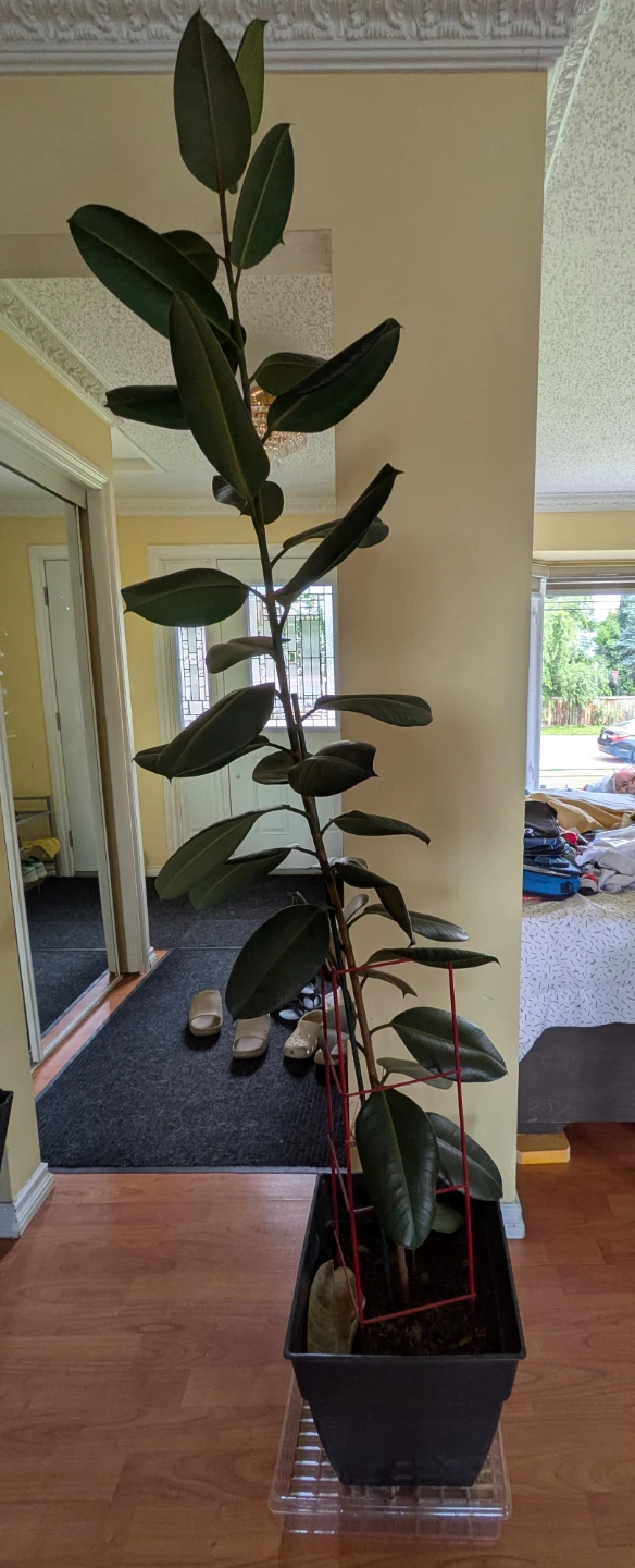 Tall Rubber Plant in Pot