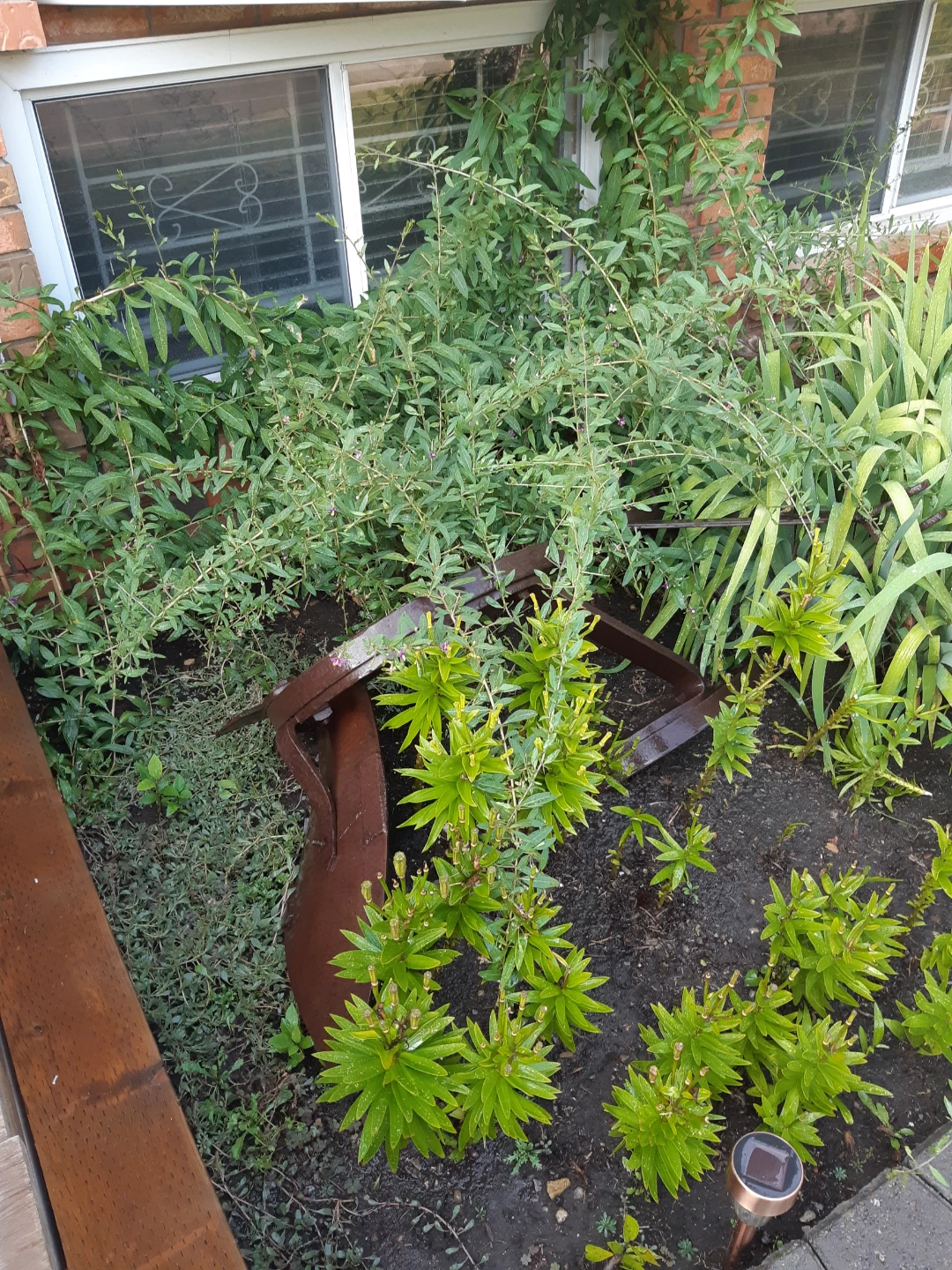 Perennial Goji Berry Plants - photo 3