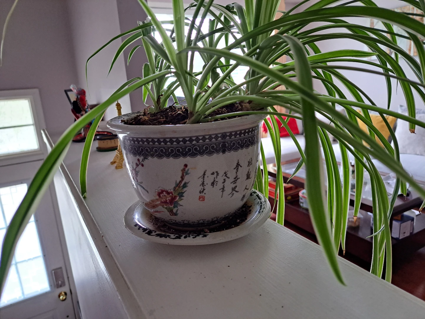 Spider Plant in Decorative Pot - photo 3