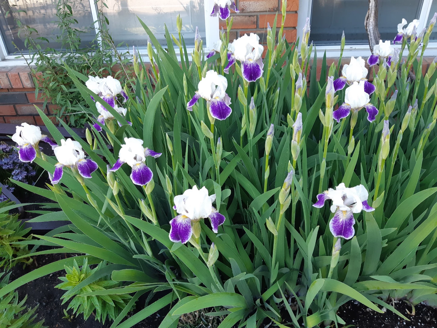 Bearded Iris Plants