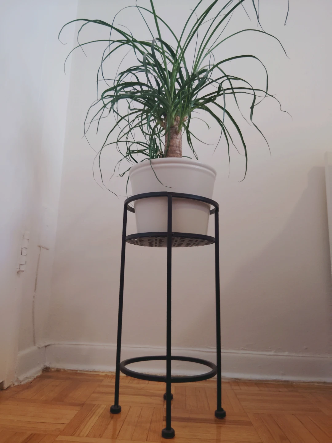 Ponytail Palm Plant with ceramic vase & metal Stand - photo 2