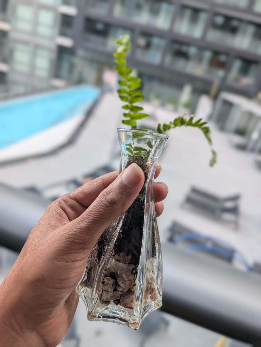 Small Fern in Glass Vase Terrarium
