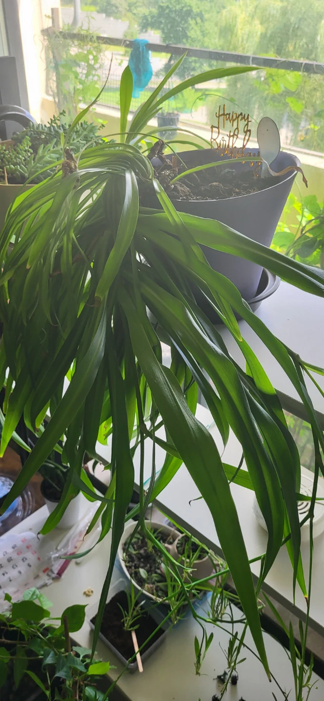 Spider Plant with many babies branches