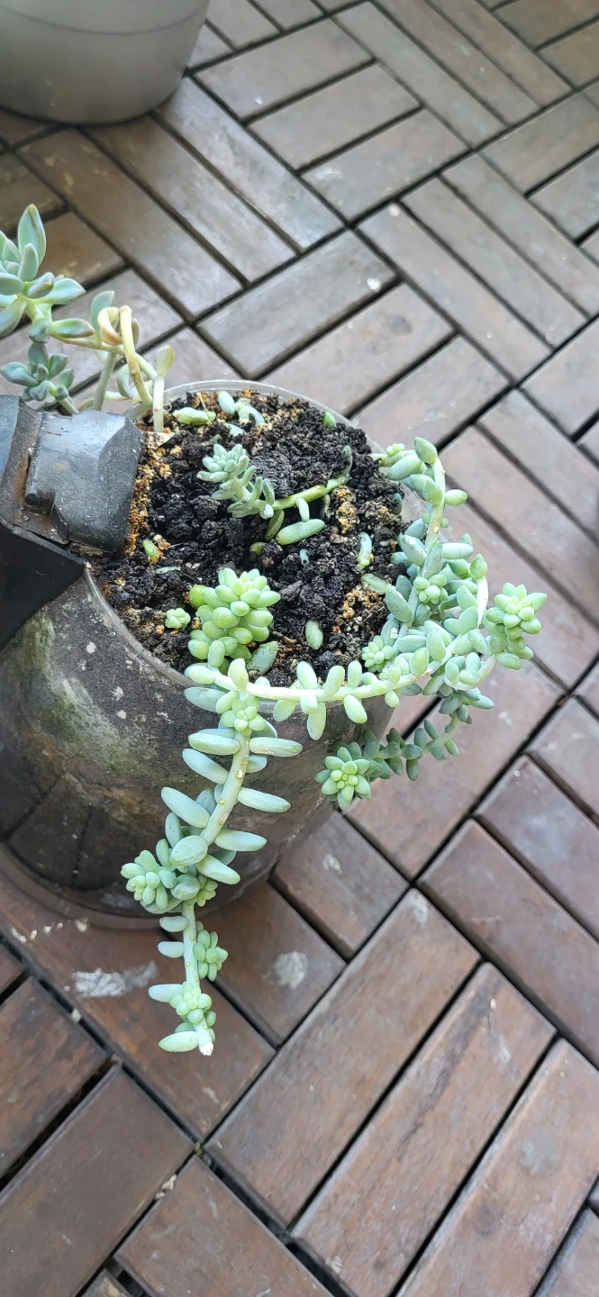 Burro's Tails and  Graptosedum ghosty  succulent  in a kettle - photo 2