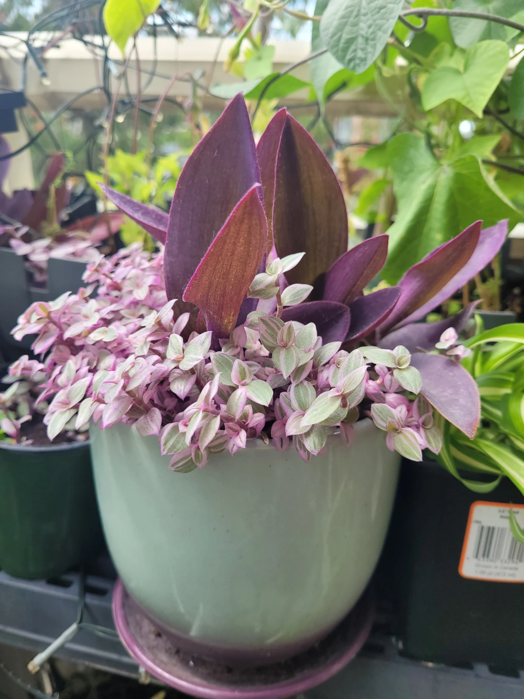 Purple Heart and Tradescantia Plant in Pot