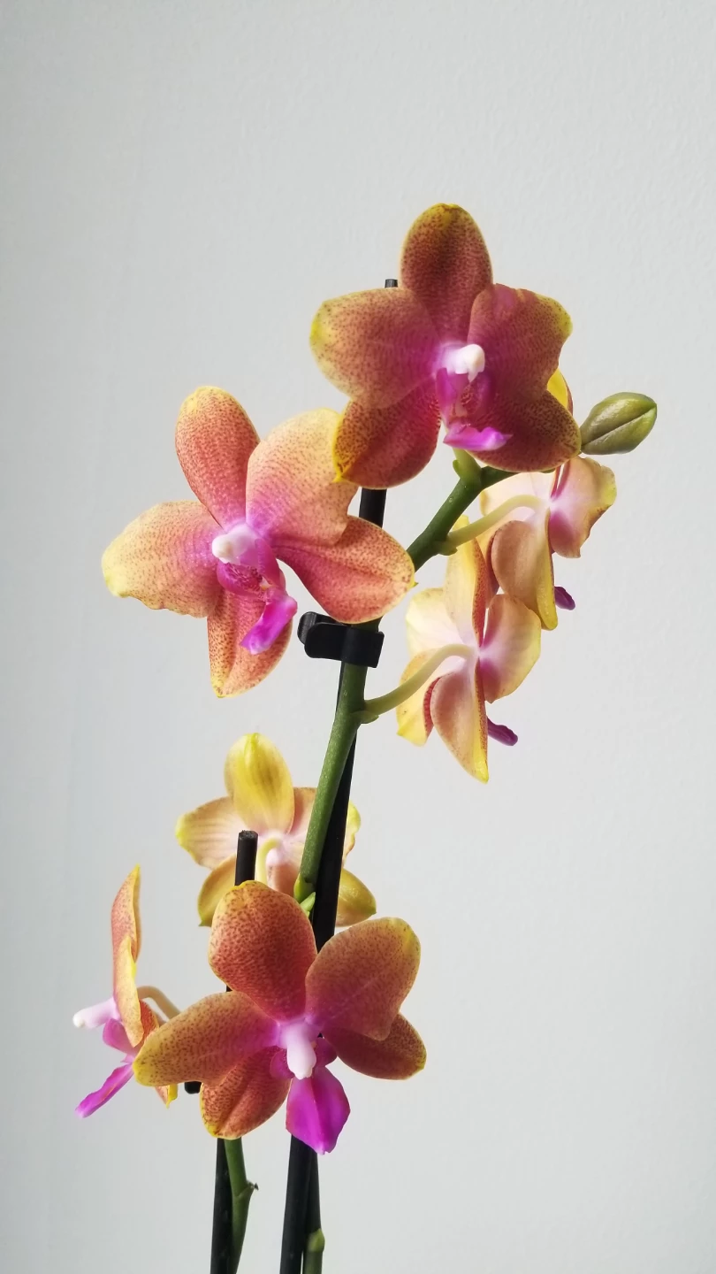 Piccola Phalaenopsis Orchid Plant -3.5inch and White Ceramic Pot - photo 3